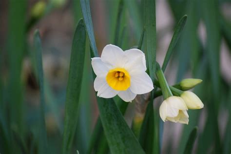 水仙 意味|水仙の花言葉と由来 ギリシャ神話とナルキッソスの。